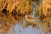 WildLife Photos of Birds, Waders, Wood Sandpiper, Tringa glareola